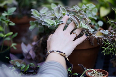 person holding green leafed plant thumbnail