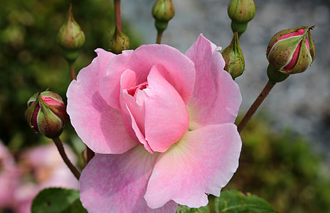 selective focus photo of pink rose thumbnail