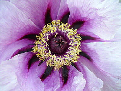 closeup photo of white and purple petaled flower thumbnail