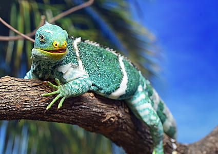 green and white iguana on branch thumbnail