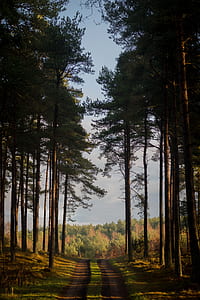 green trees at daytime thumbnail