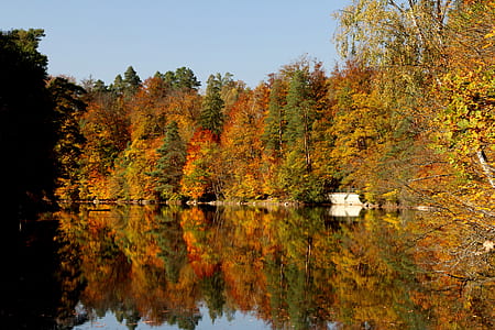 body of water beside trees thumbnail