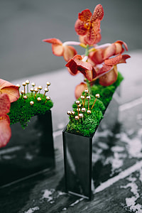 Miniature ornamental plants in rectangular boxes thumbnail