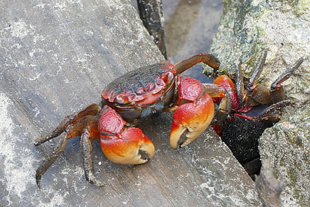 crab on stone thumbnail