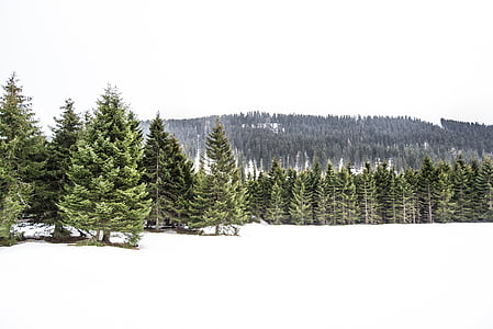 landscape of pine trees covered with snow thumbnail