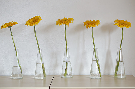 five yellow sunflowers in clear glass vases thumbnail