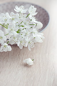 selective focus photography of white petaled flowers on a plate thumbnail