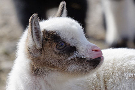 white and brown lamb macro shot thumbnail