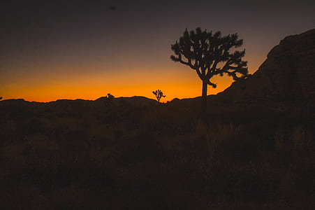 silhouette of tree during golden hour thumbnail