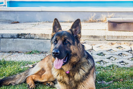 adult brown German shepherd thumbnail