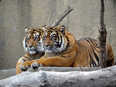 two tigers lying on gray wooden surface thumbnail
