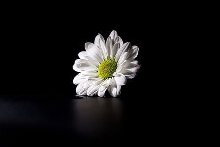 White flower captured on a dark background thumbnail