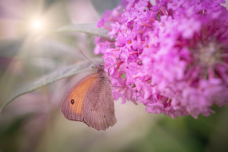 meadow brown butterfly perched on pink cluster flower thumbnail