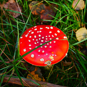 Mushroom, Fly Agaric thumbnail