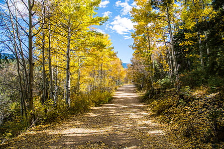 Green Trees and Brown Path W thumbnail