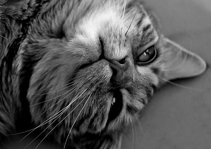 grayscale photography of cat thumbnail