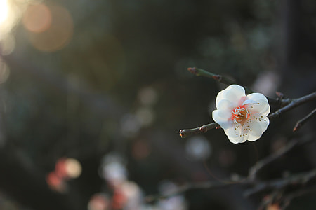 selective focus photography of flower in bloom thumbnail