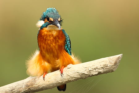 brown and green bird standing on white stick thumbnail