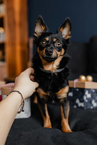 Christmas gifts for a cute little dog thumbnail