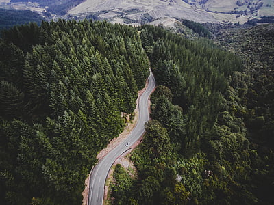 green trees thumbnail