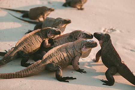 geckos thumbnail