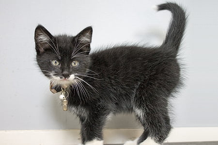 black and white kitten near white painted wall thumbnail
