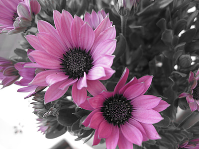 pink flowers thumbnail