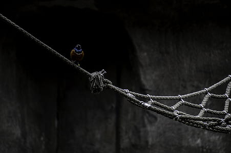 selective focus of brown bird perching on brown rope hammock thumbnail