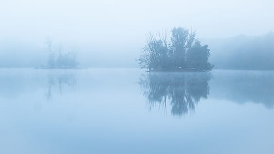 green leaf tree beside body of water photography thumbnail