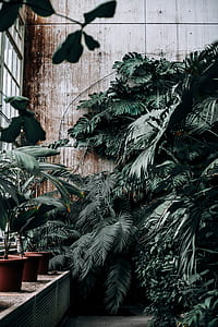 green leafed plant lot thumbnail