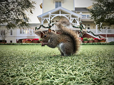 brown squirrel standing on green grass thumbnail