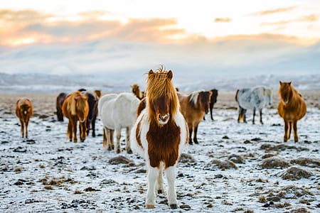 shallow focus photography of brown and white horse thumbnail