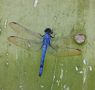 blue skimmer thumbnail