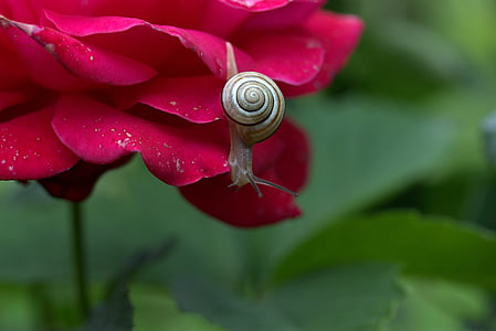 snail on red petaled flower thumbnail