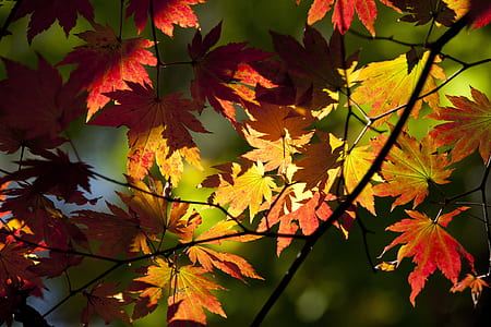 fill the frame photography of maple leaves thumbnail