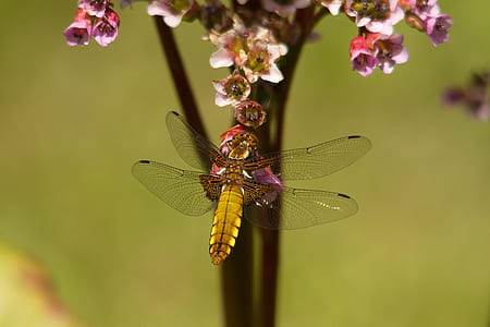 beige and black dragonfly on top of pink-petal flower thumbnail