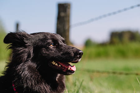 dog, pet, blur, fur thumbnail