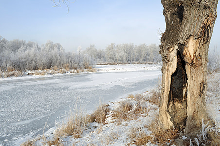 tree beside road thumbnail
