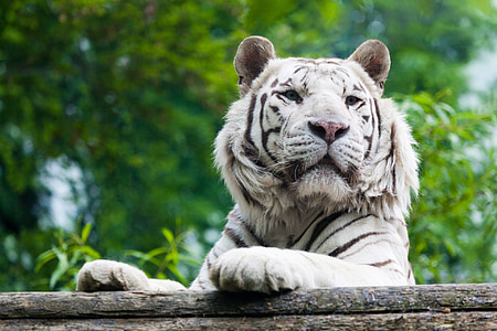 close-up photography of white tiger thumbnail