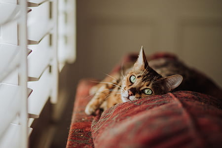 selective focus photo of cat lying on sofa near window thumbnail