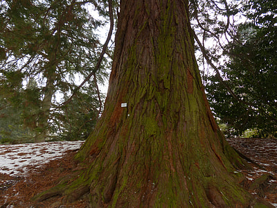 Mountain Redwood, Giant Redwood thumbnail