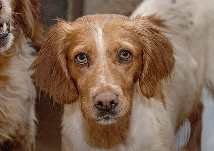 closeup view of tan and white dog thumbnail