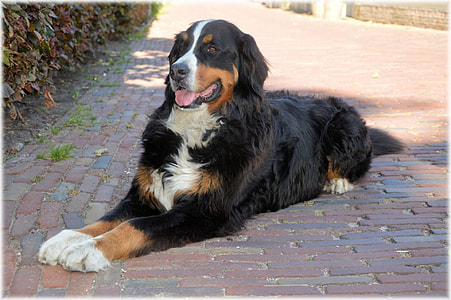 Bernese mountain dog lying on brick pavement thumbnail