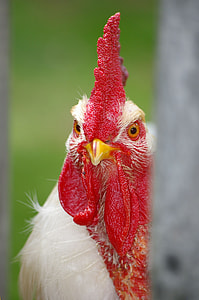 selective focus photography of white chicken thumbnail