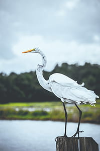 tilt shift photography of a white bird perch on brown wooden fence thumbnail