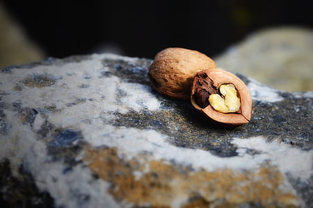 selective focus photography of nut on rock thumbnail