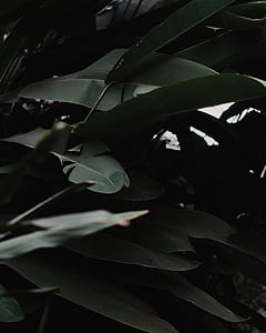 closeup photo of green leaf plant thumbnail