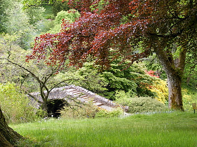 red leafed tree near brown concrete bridge during daytime thumbnail
