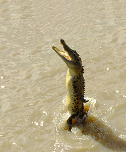close-up photography of alligator thrusting vertically out of body of water thumbnail
