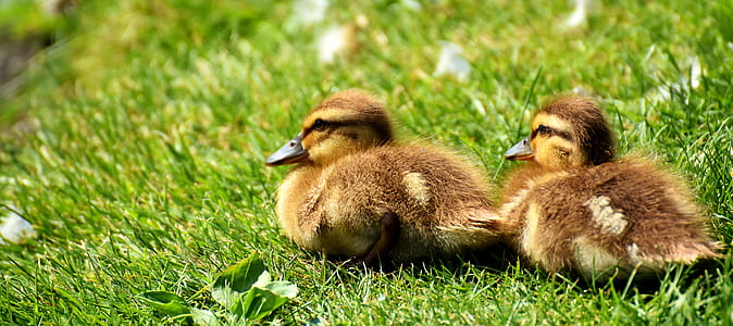 two yellow ducklings on green grass field thumbnail